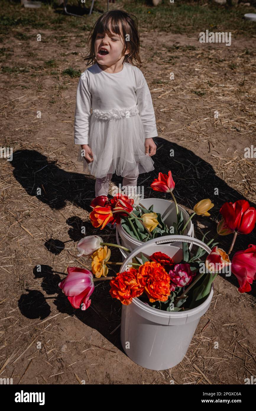 funny girl in white dress stands in field with bucket full of collected tulips Stock Photo