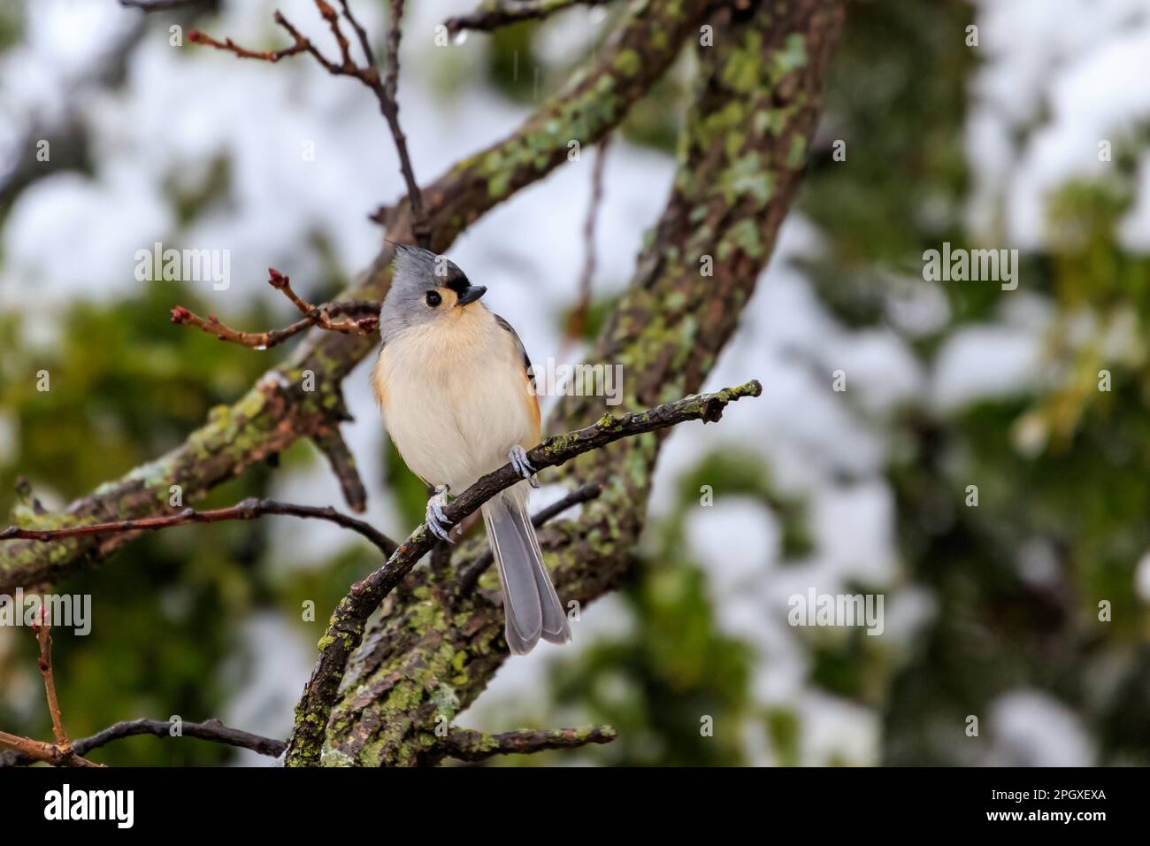 Tufted Titmouse (Baeolophus bicolor) in a snowy tree. Stock Photo