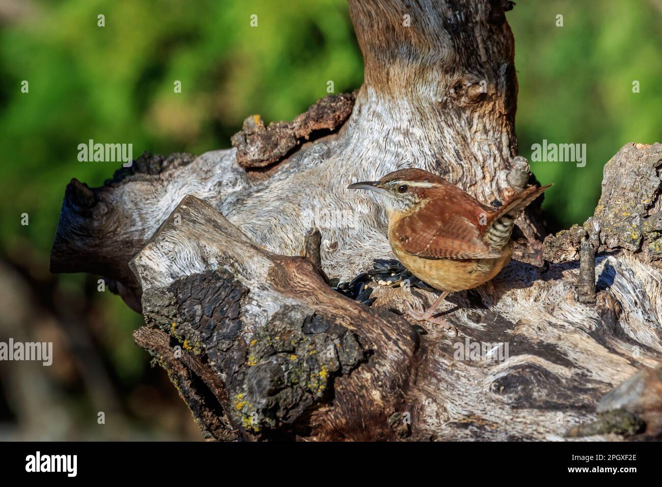 Carolina Wren (Thryothorus ludovicianus) on a stump Stock Photo