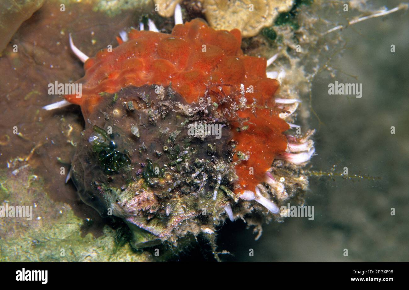 European thorny oyster Spondilo, (Spondylus gaederopus). Alghero. Sardinia. Italy Stock Photo