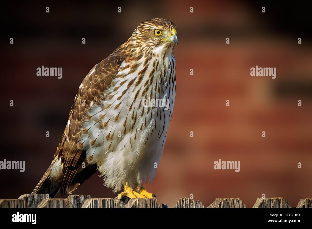 A juvenile Cooper's Hawk sitting on a backyard fence Stock Photo