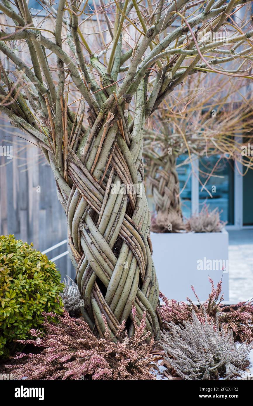 Decorative braided shrub composition in outdoor plant pot. Bush branch braid  Stock Photo - Alamy