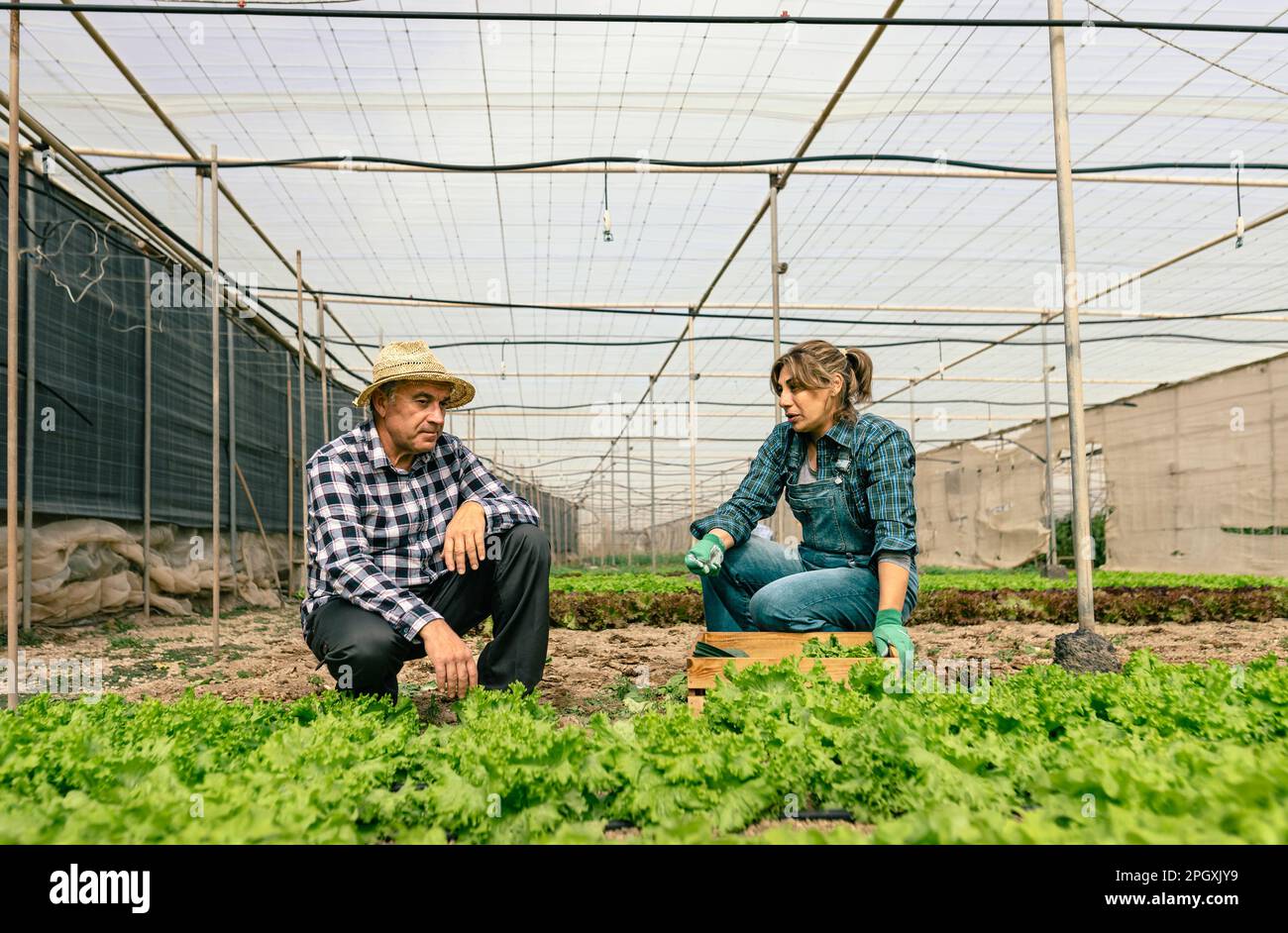 Farmer workers harvesting lettuce and vegetables from the greenhouse  - Farm people lifestyle concept Stock Photo