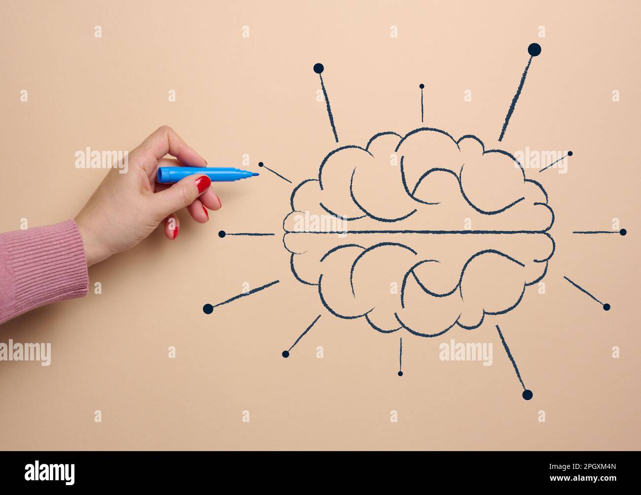 Human brain drawn with marker, concept of learning artificial
