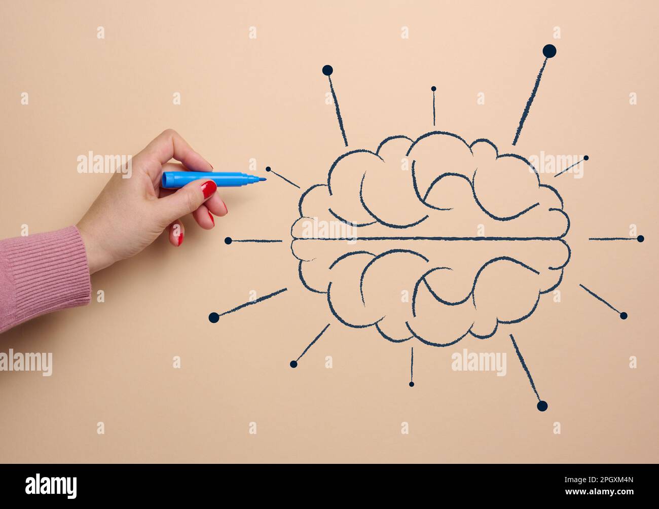 Human brain drawn with marker, concept of learning artificial intelligence  by adding information Stock Photo - Alamy