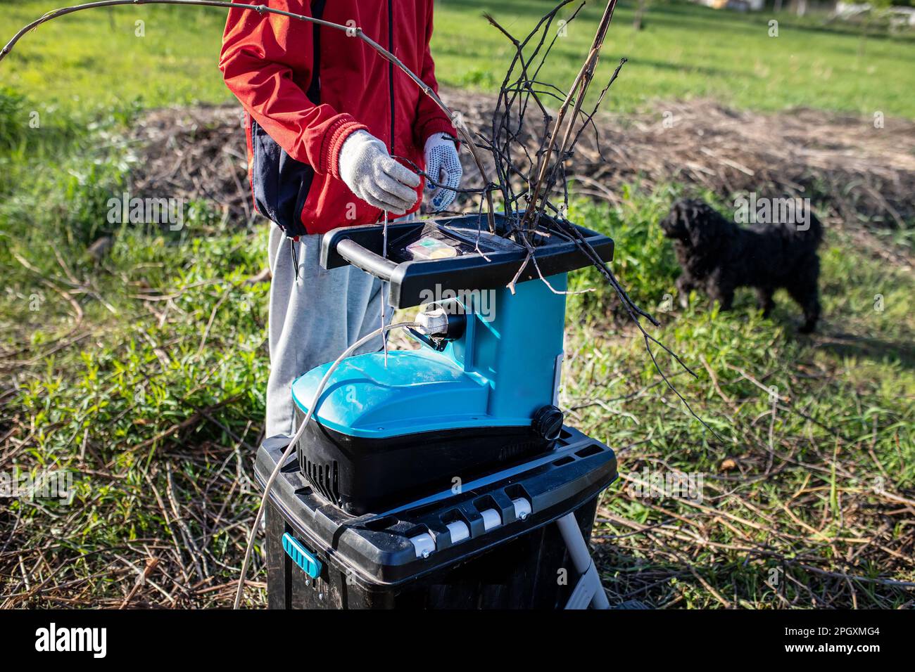 Spring cleaning in the garden. Gardener putting dry branches in a garden grinder or wood chopper for chopping trees Stock Photo