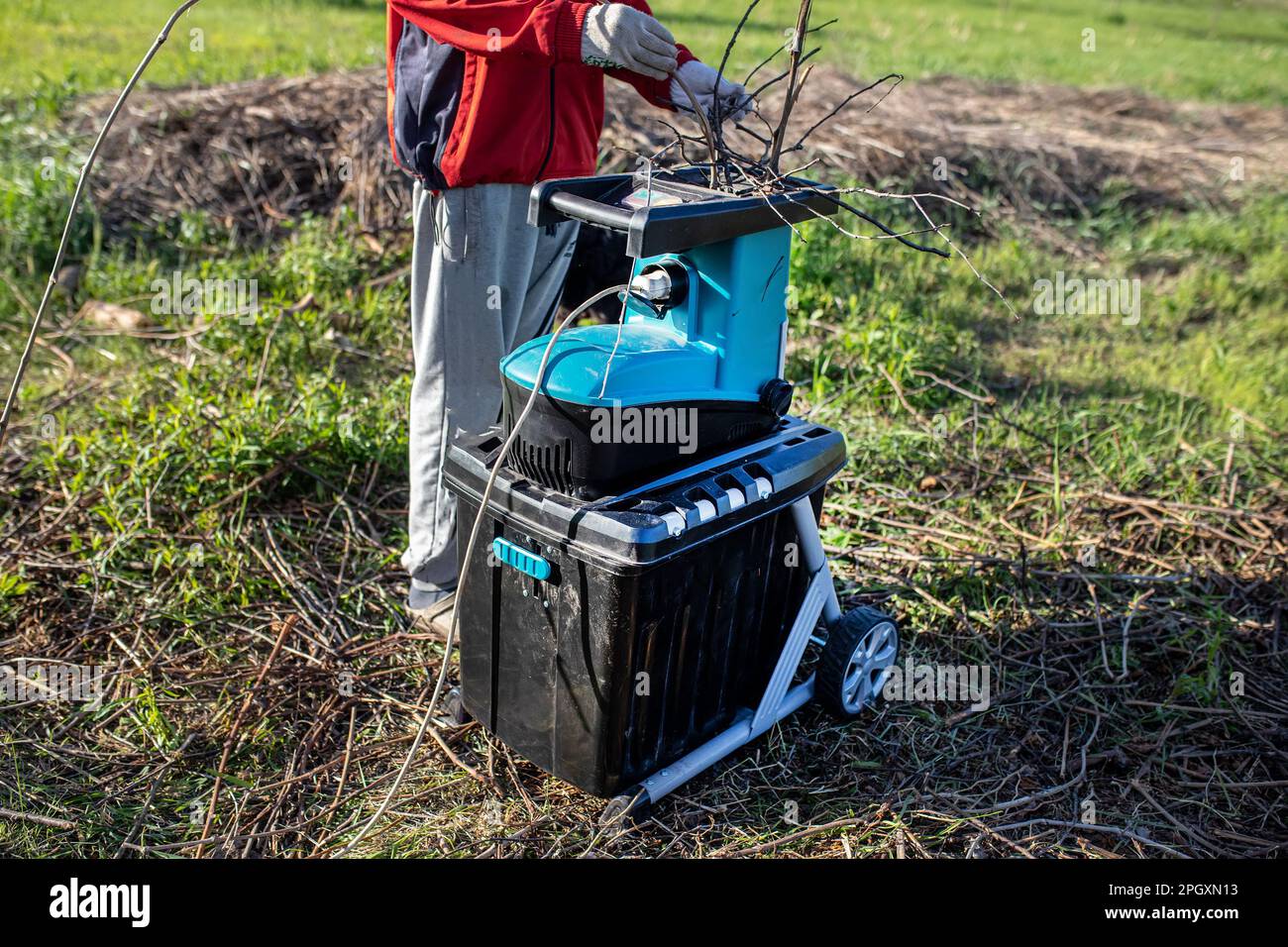 Spring cleaning in the garden. Gardener putting dry branches in a garden grinder or wood chopper for chopping trees Stock Photo