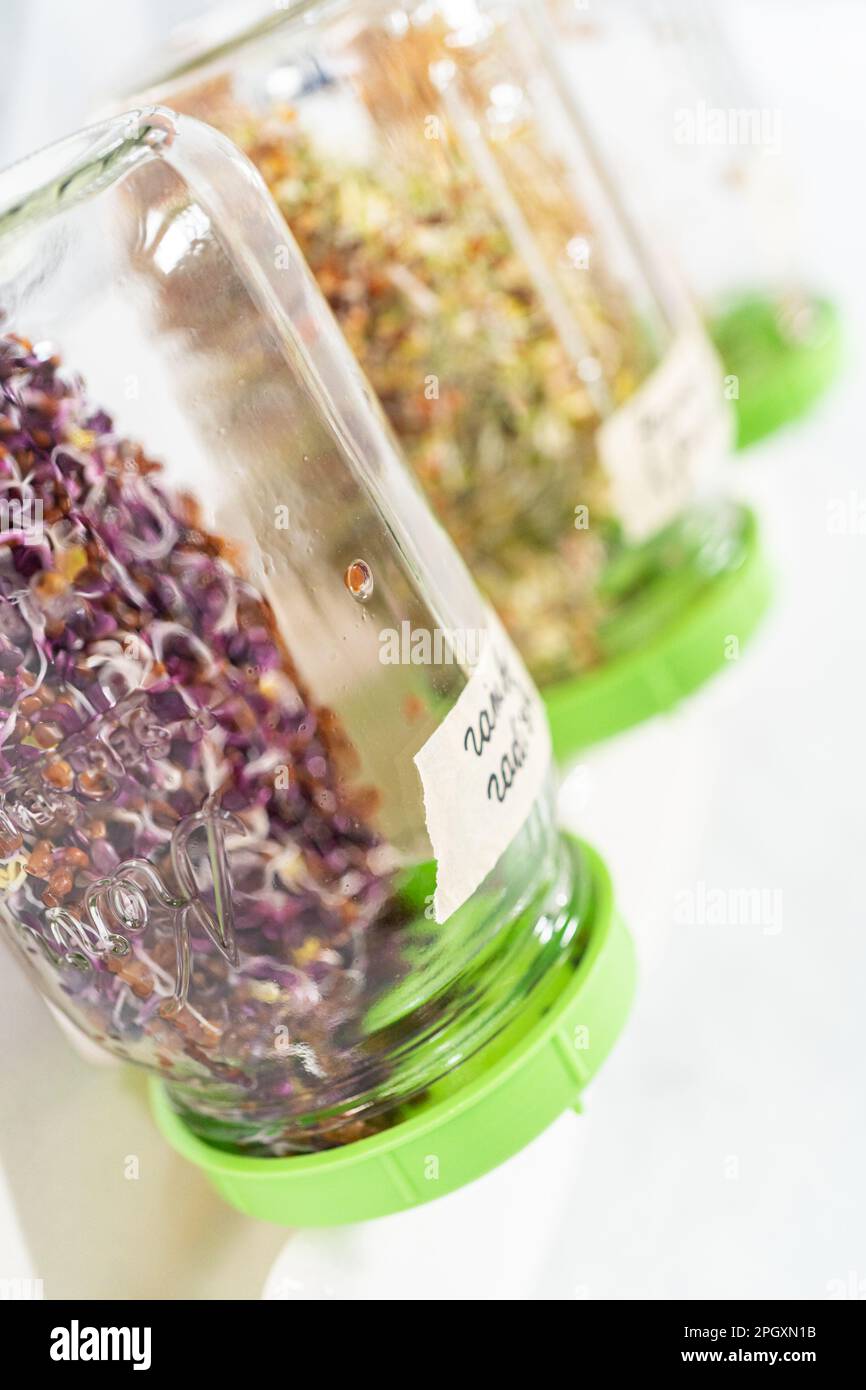 Growing sprouts in a jar Stock Photo Alamy