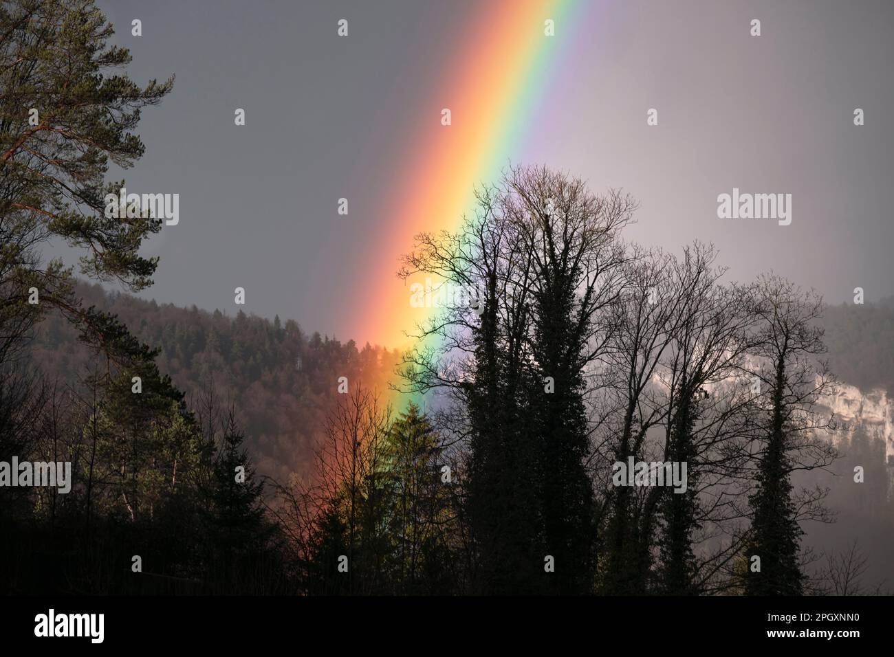 Bright, intensive rainbow close-up with dark trees silhouette. Scenic rainbow with mountain landscape. Weather after storm. Stock Photo