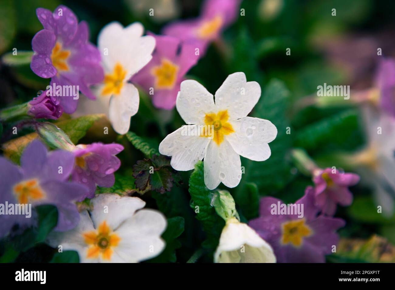 Pretty little wildflowers, Primrose after rain in the garden, close-up. Macro springtime flowers. Stock Photo