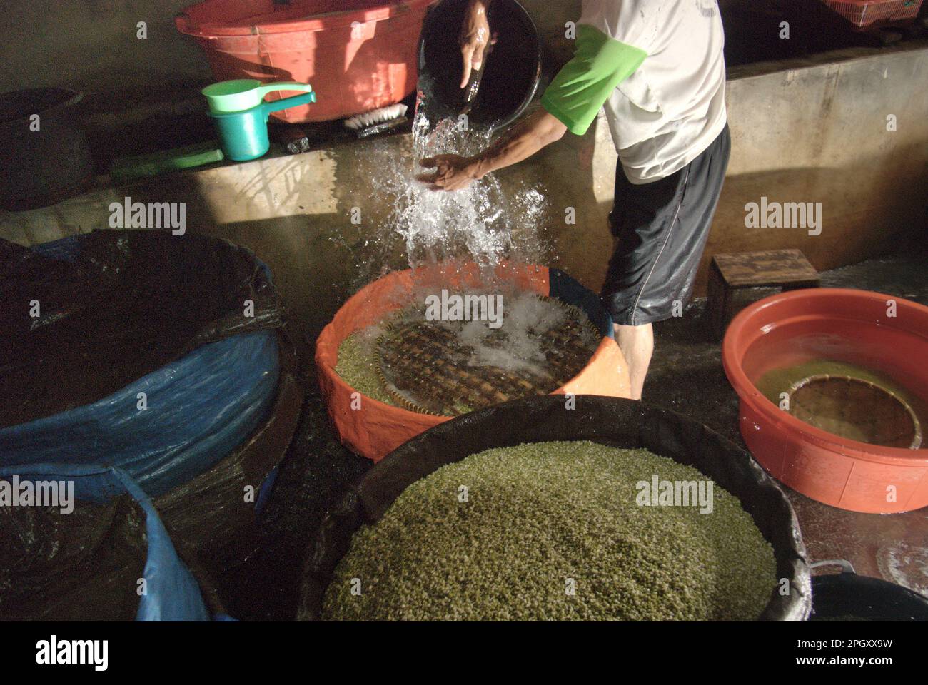 A worker is watering mung beans at a bean sprouting farm in Jakarta