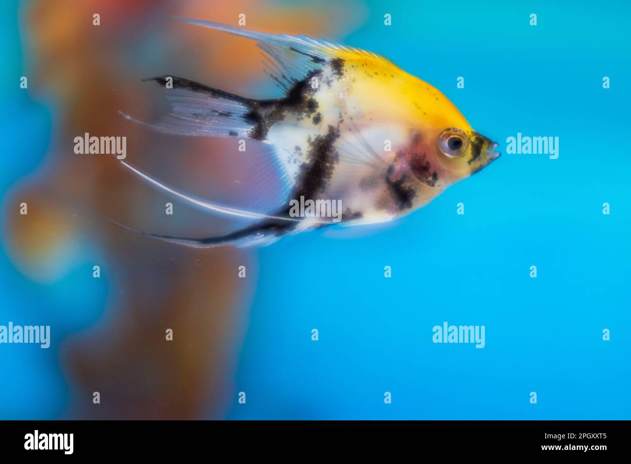 Macro view of aquarium with colorful angelfish. Stock Photo