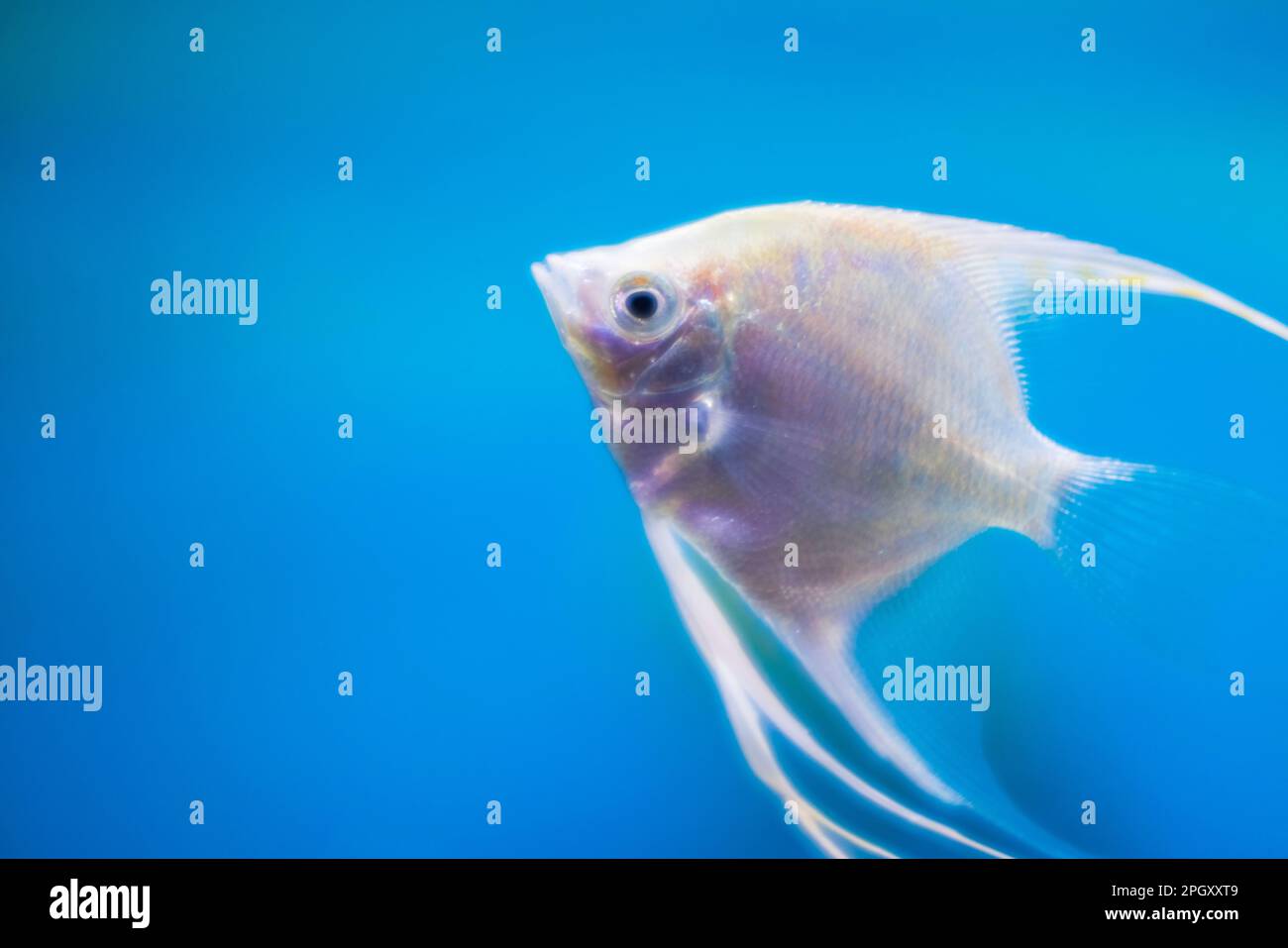 Macro view of home freshwater aquarium with white angelfish. Stock Photo