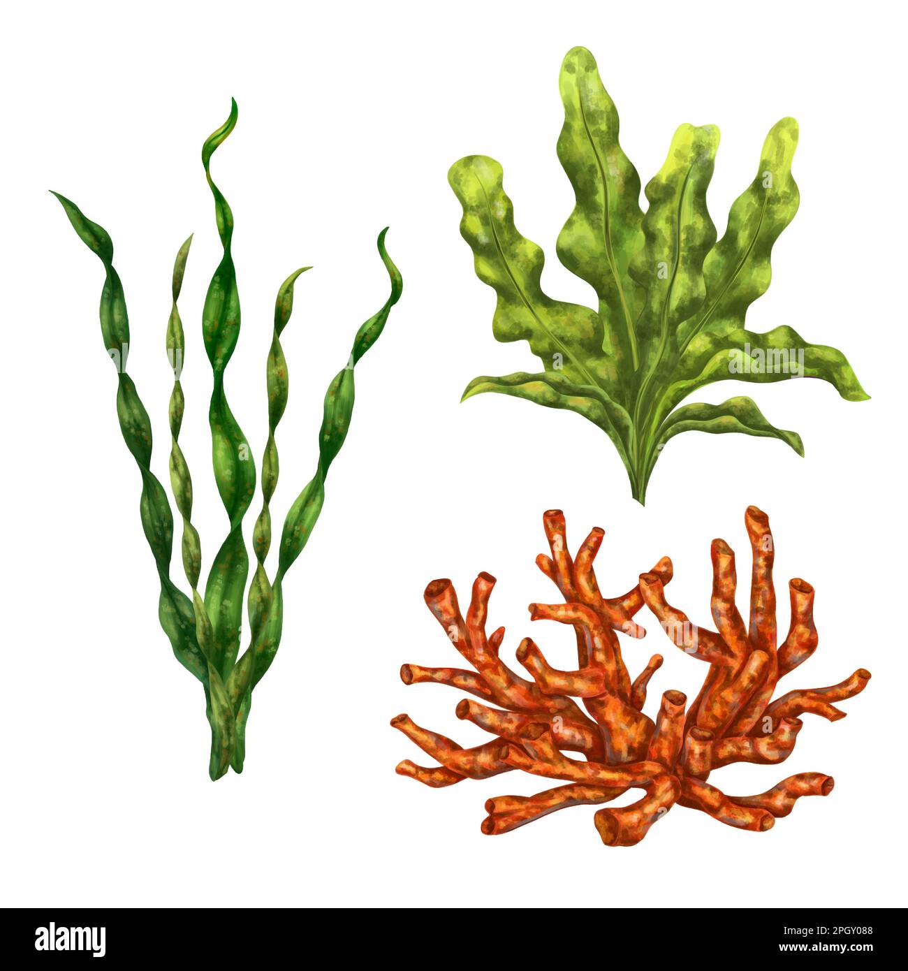 Corals seaweed fish hi-res stock photography and images - Page 6