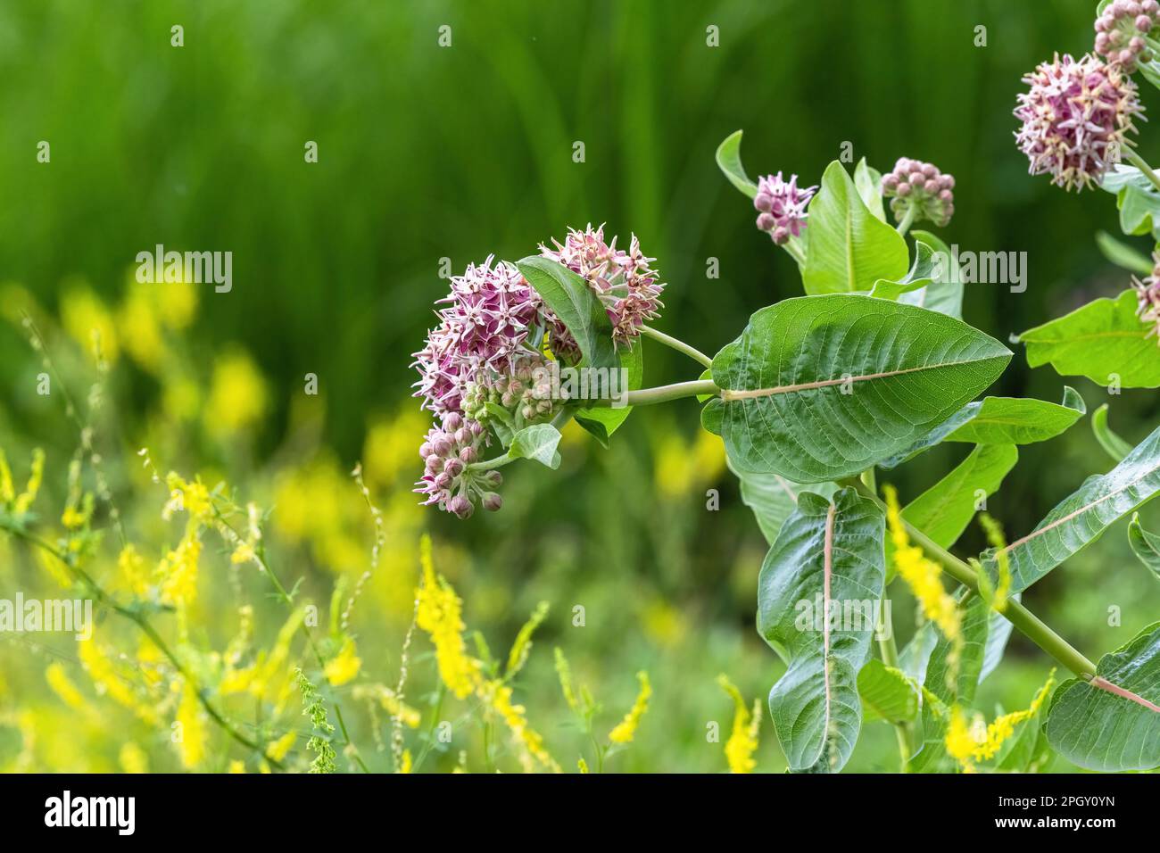 A Showy Milkweed plant (Asclepias speciosa) with clusters of blooming flower heads growing in a wild natural habitat. Stock Photo