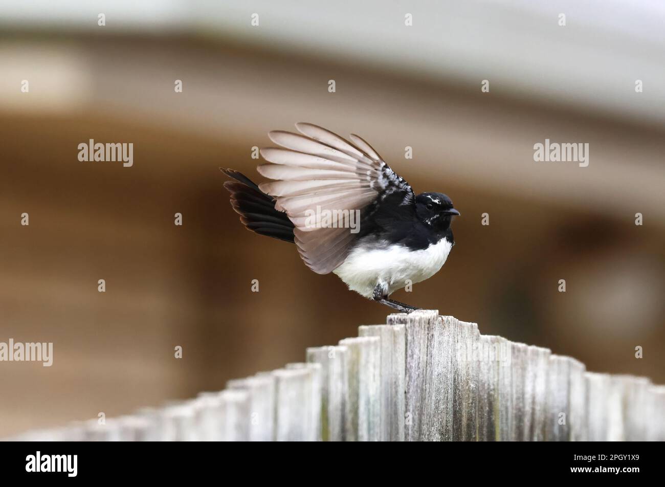 Beautiful images of animals around the rothwell wetlands area wild