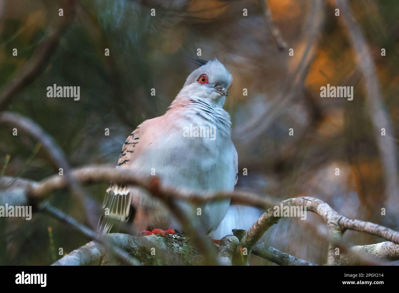 Beautiful images of animals around the rothwell wetlands area wild