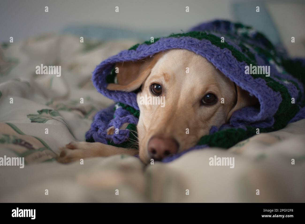 Poking nose hires stock photography and images Alamy