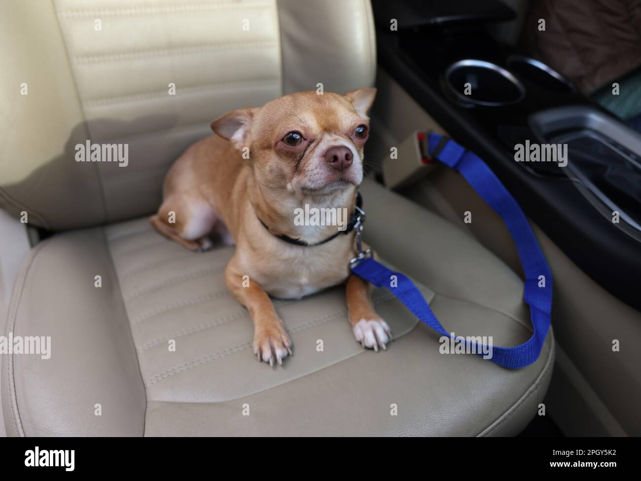 Dog seat belt outlet petstock