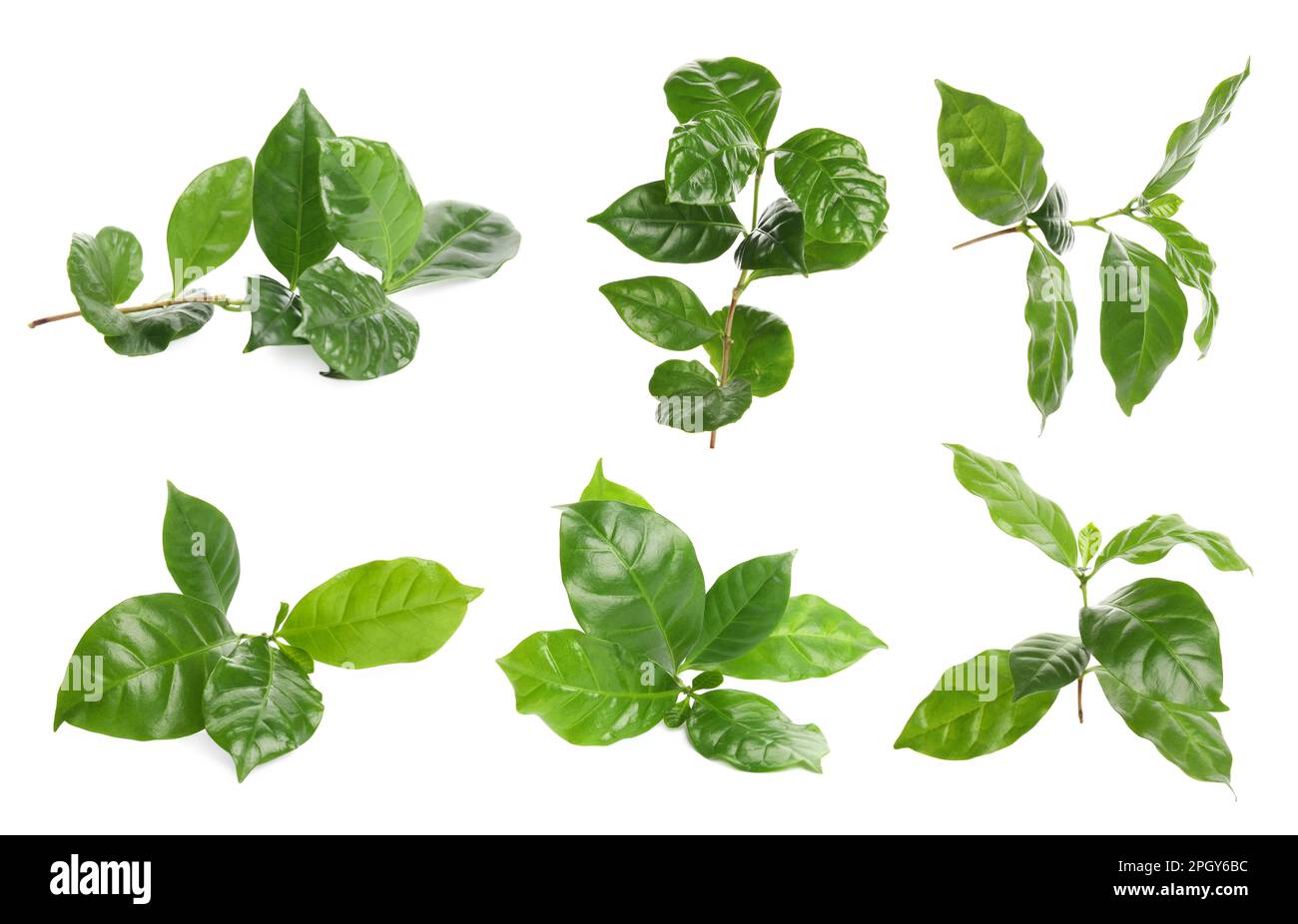 Branches with fresh green leaves of coffee plant on white background ...