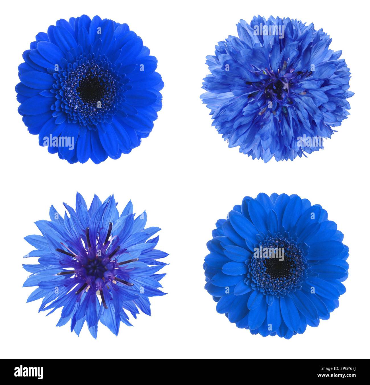 Beautiful blue flowers on hi-res stock photography and images - Alamy