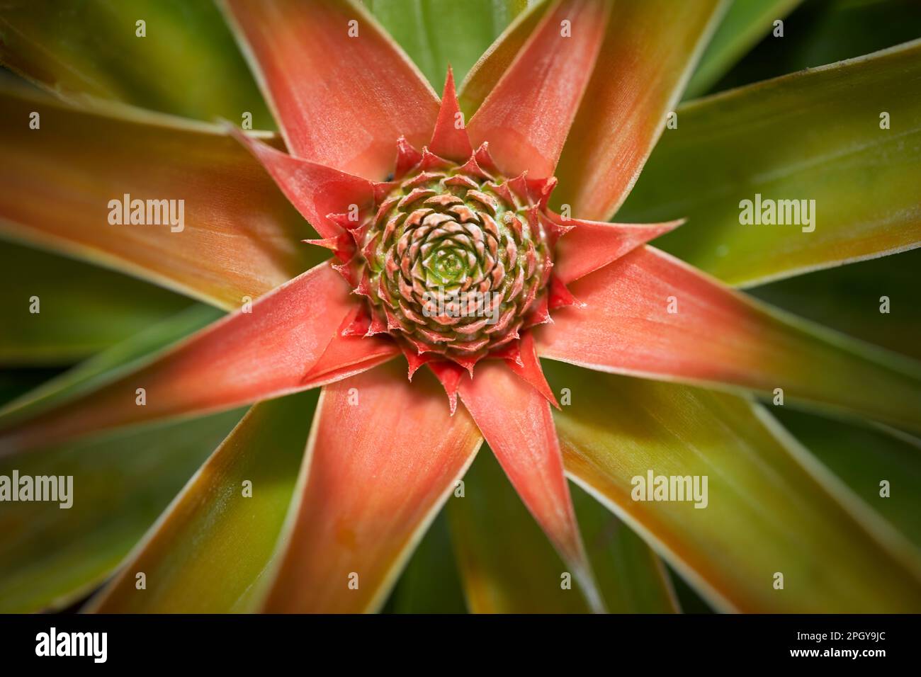 Organic Pineapple growing in a Garden Stock Photo