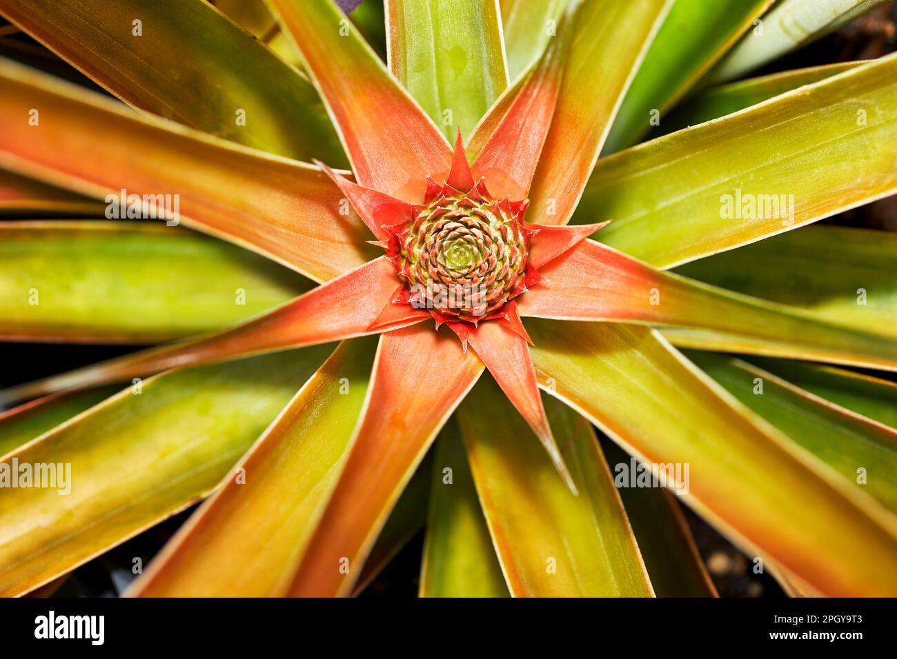 Organic Pineapple growing in a Garden Stock Photo