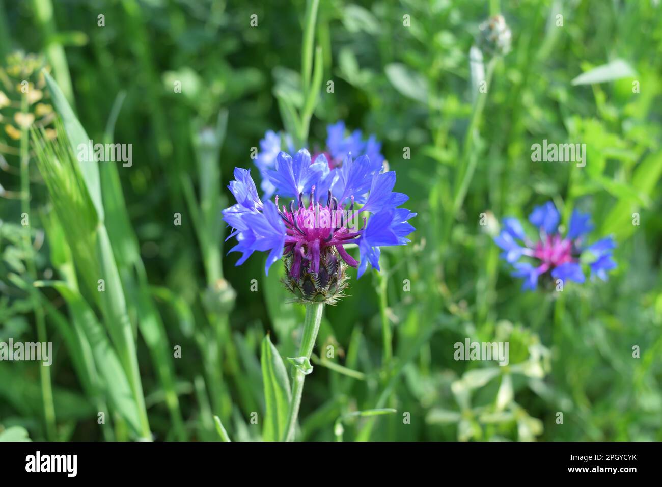 blooming summer blue cornflower close-up Stock Photo