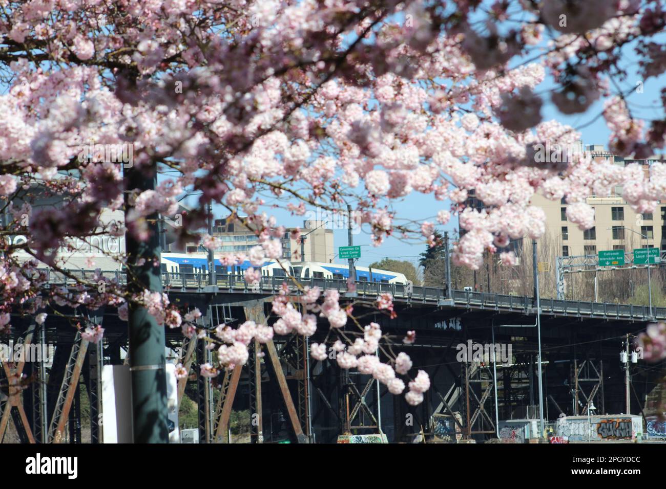 Blooming cherry blossom trees in front of a TriMet green line light