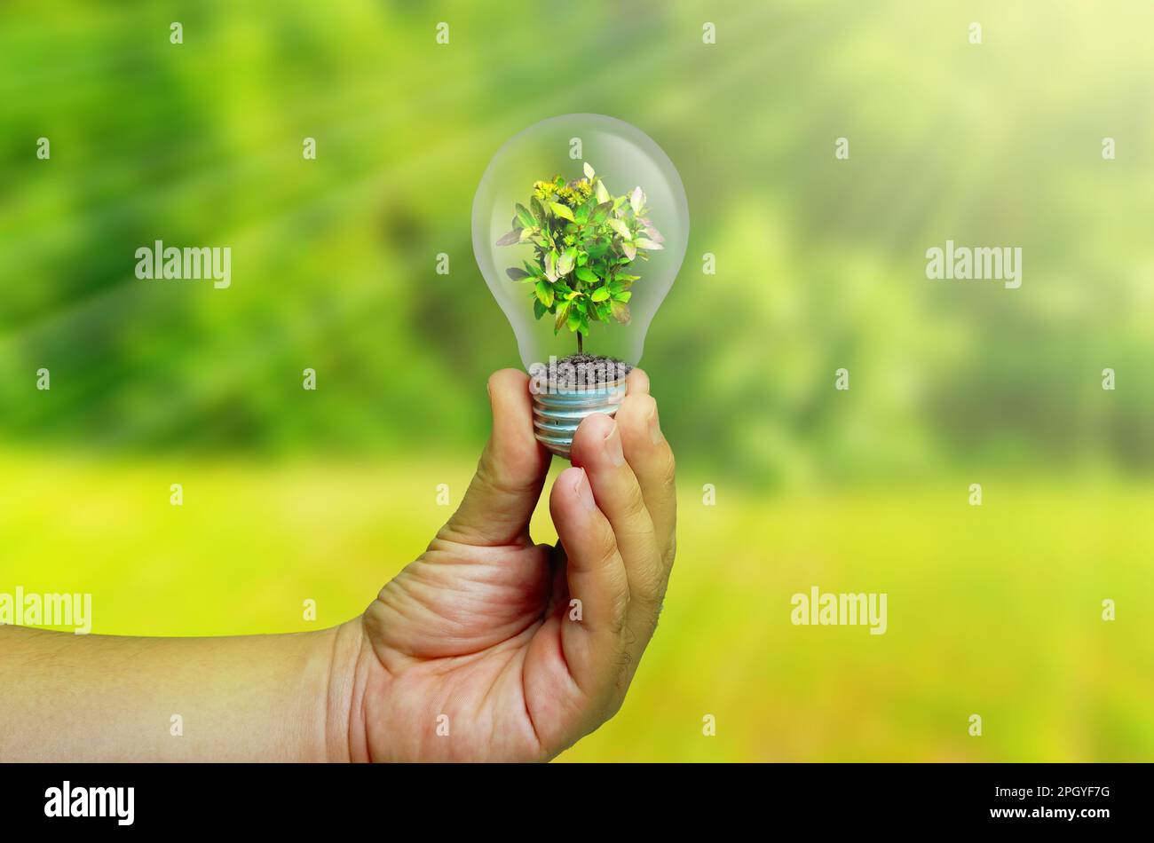 Light bulb with green plant inside in human hand on blurred nature ...
