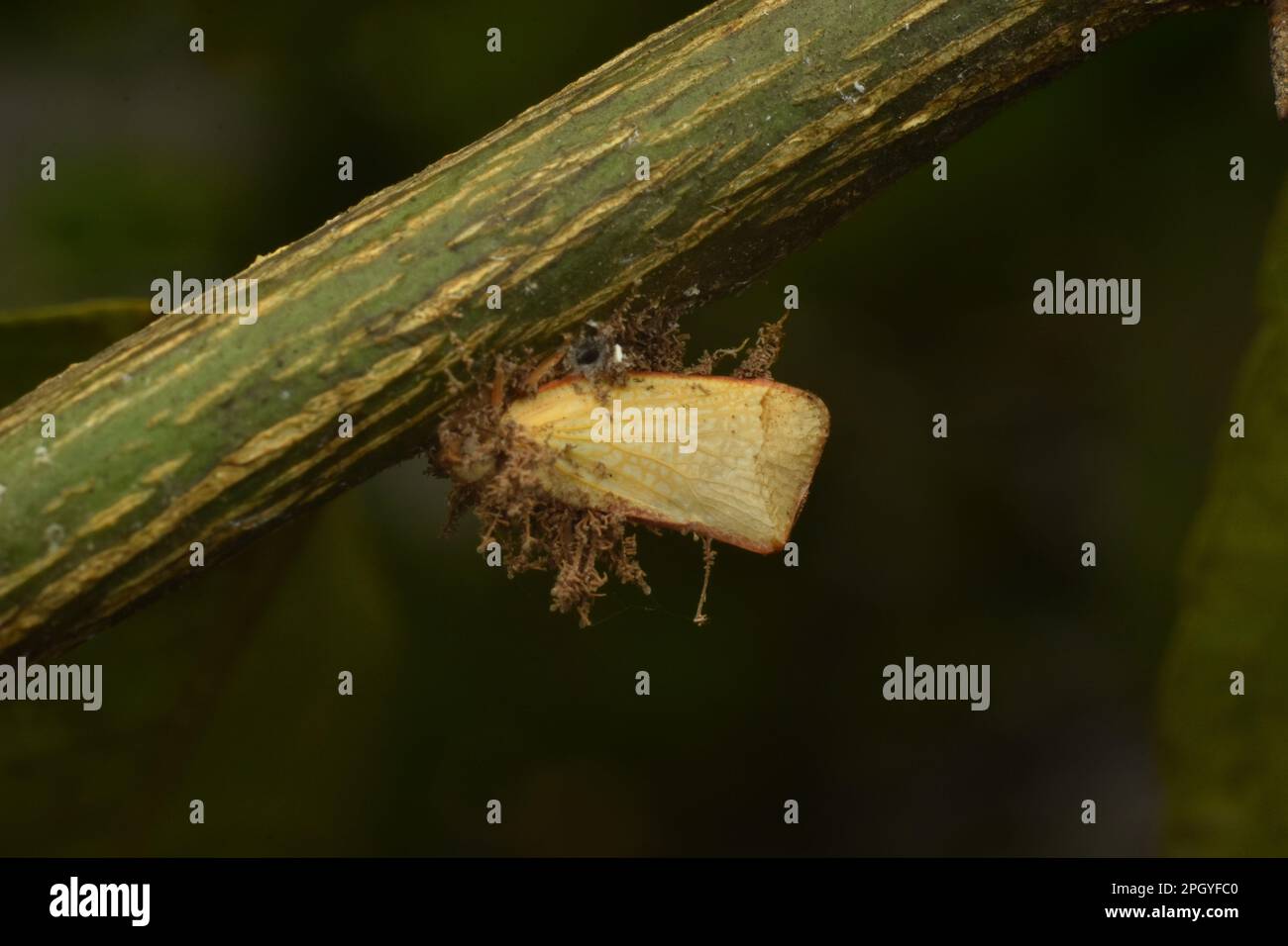 Planthopper attacked by fungi. Stock Photo