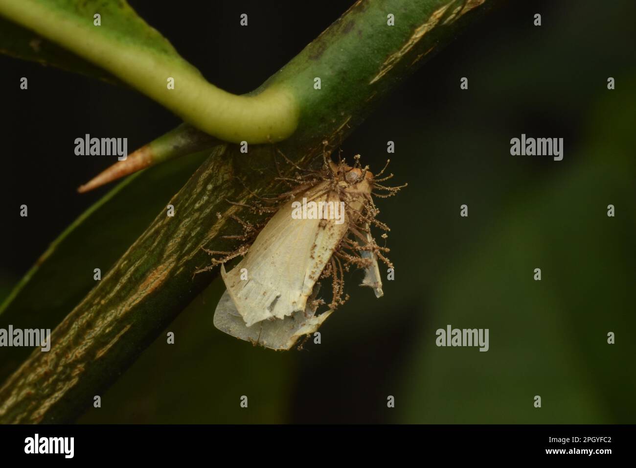 Planthopper attacked by fungi. Stock Photo
