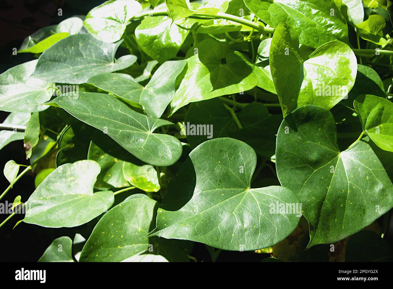 View of sunlit, heart-shaped green leaves of amrutha balli or giloy or Indian Tino sora or Heart-Leaved Tinospora or Guduchi Stock Photo