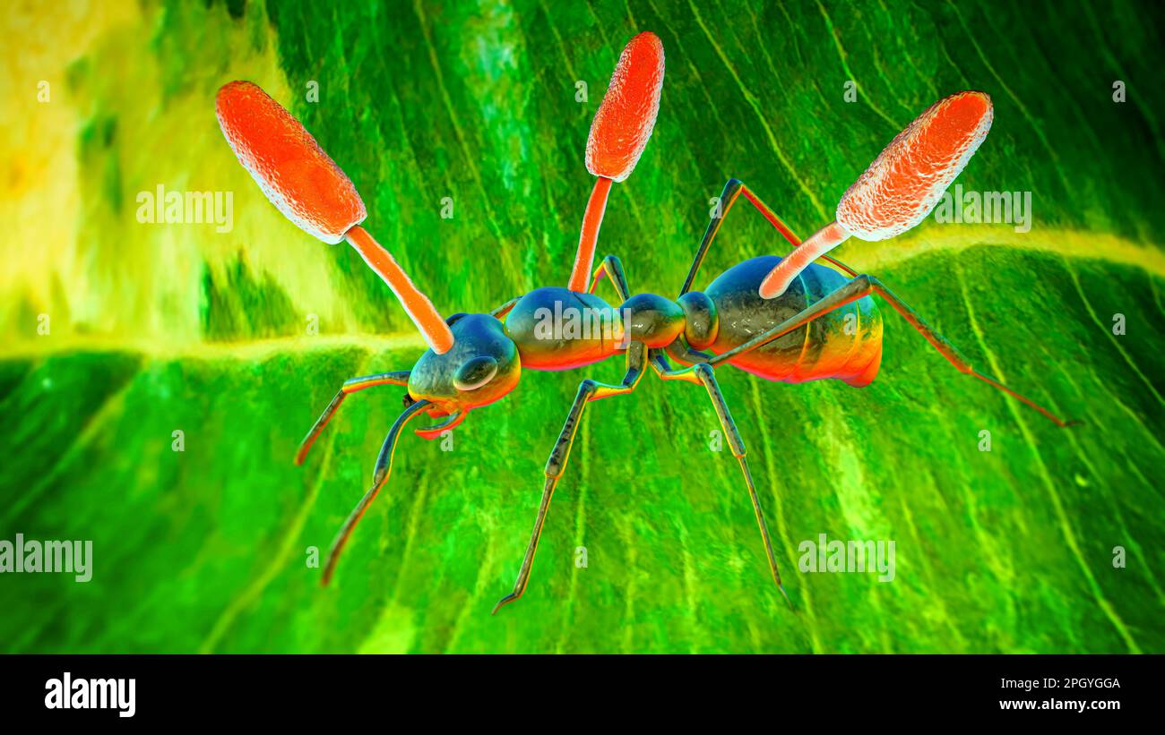 Cordyceps parasitic fungus growing on ant, illustration Stock Photo