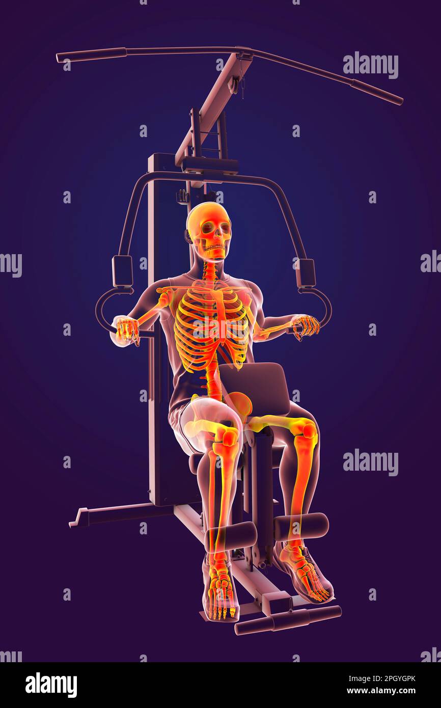 Skeleton training on a hammer strength machine, illustration Stock