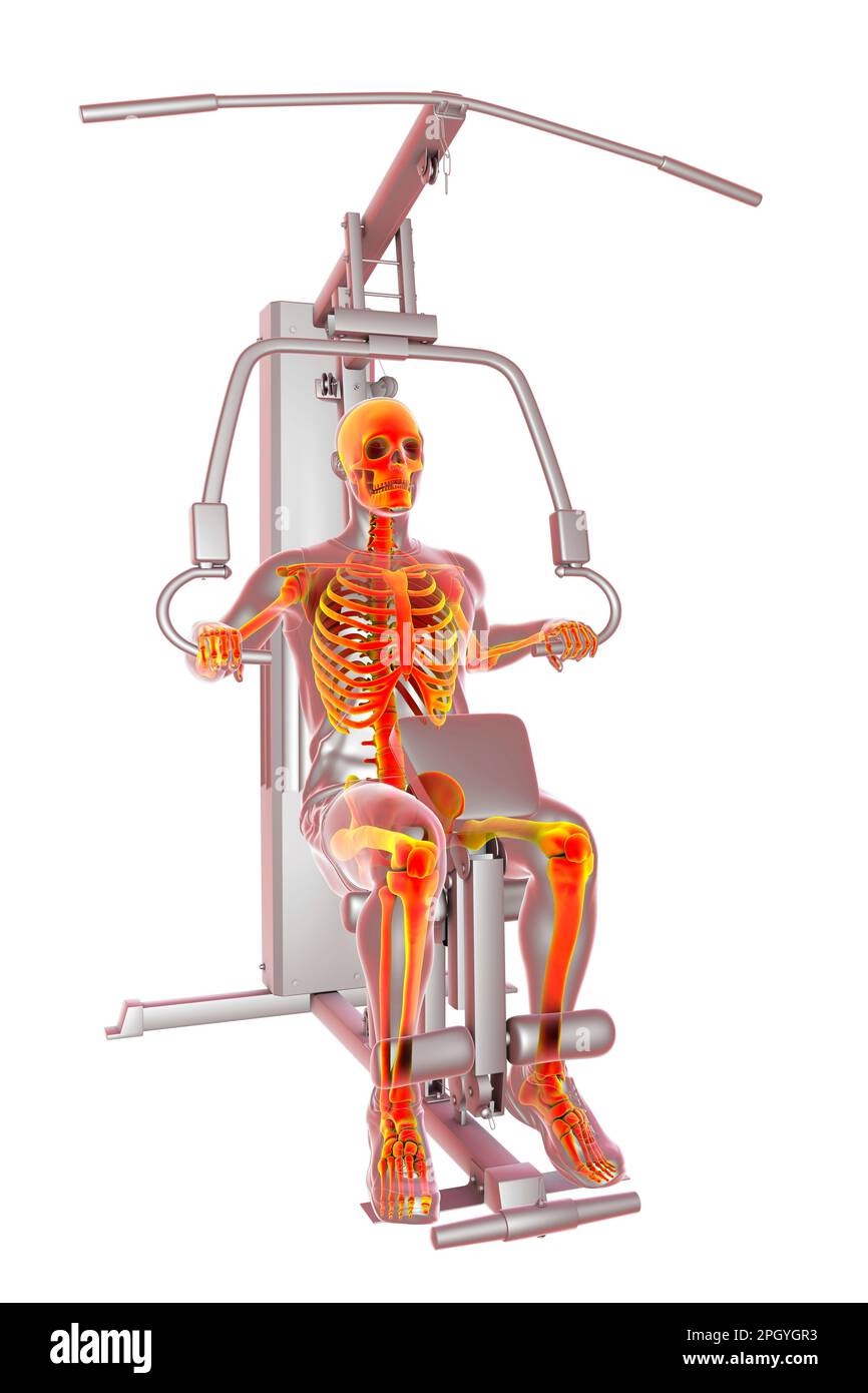 Skeleton training on a hammer strength machine, illustration Stock