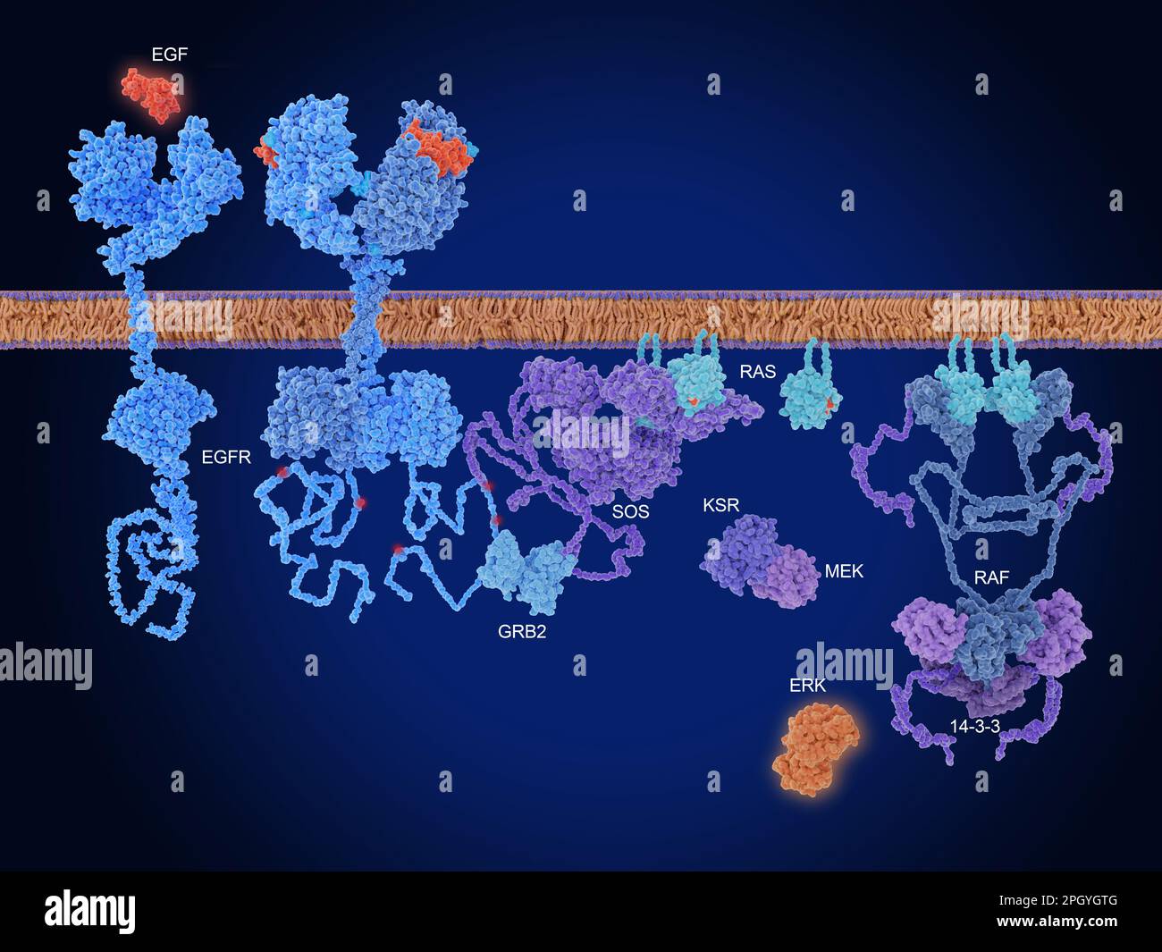 Raf-MEK-ERK pathway, illustration Stock Photo