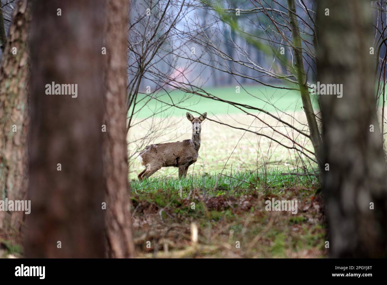 European roe deer (Capreolus capreolus), female, doe, forest trees ...