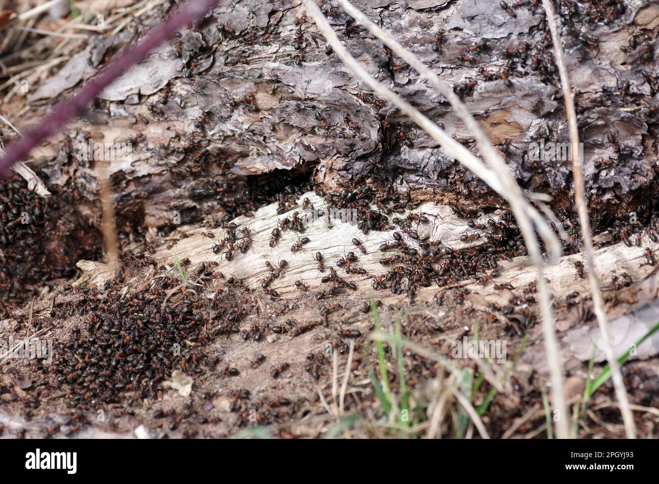 Red wood ants (Formica rufa) gather in front of their nest to bask in the sun for warmth Stock Photo