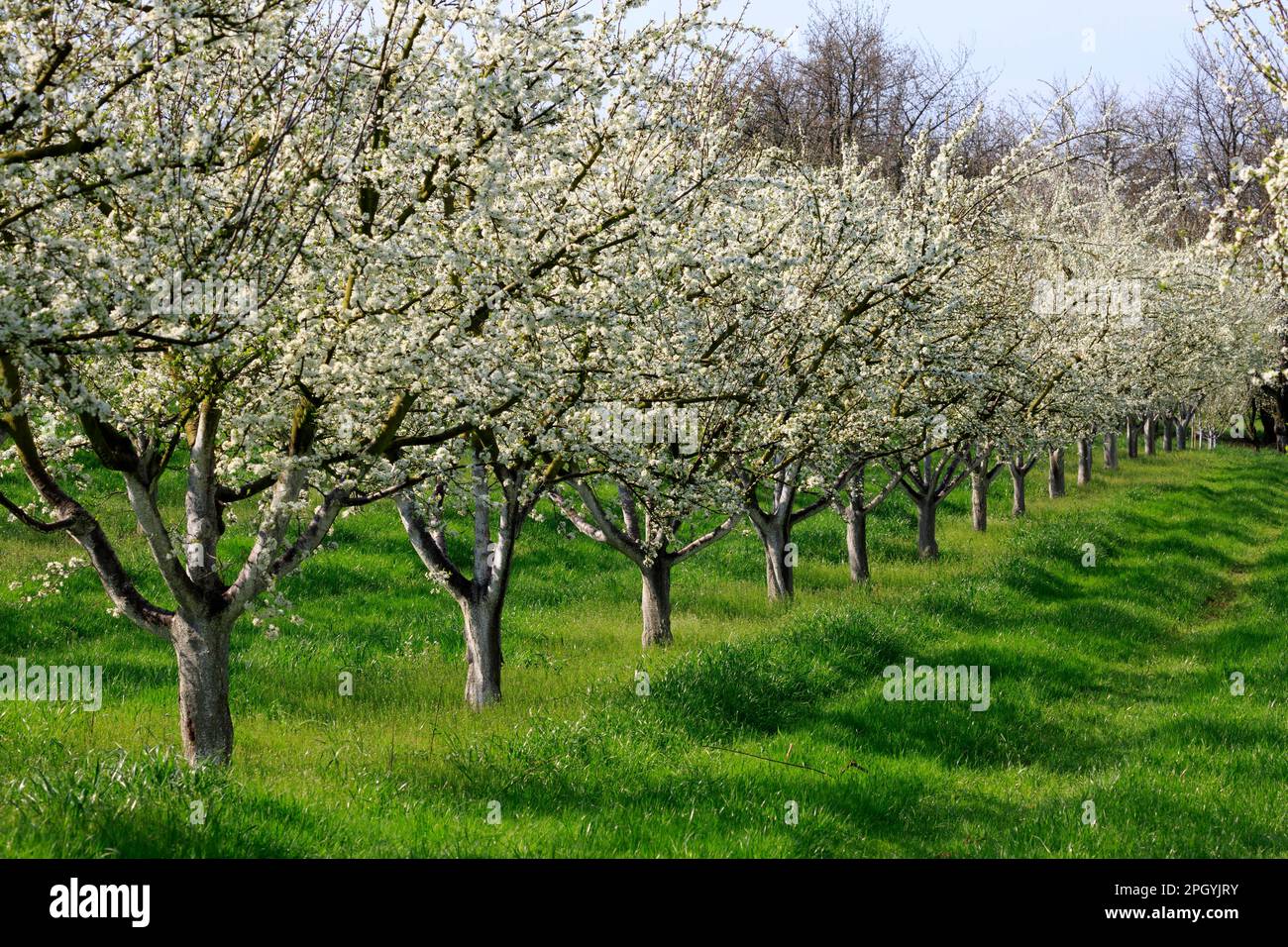 Spring, Achern, tree, fruit tree, flowering cherry trees, Northern