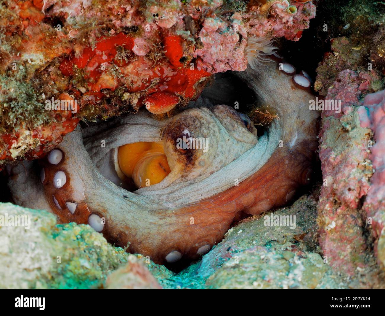 Common Octopus Map Portrait of common octopus (Octopus vulgaris) in its shelter. Dive site ...