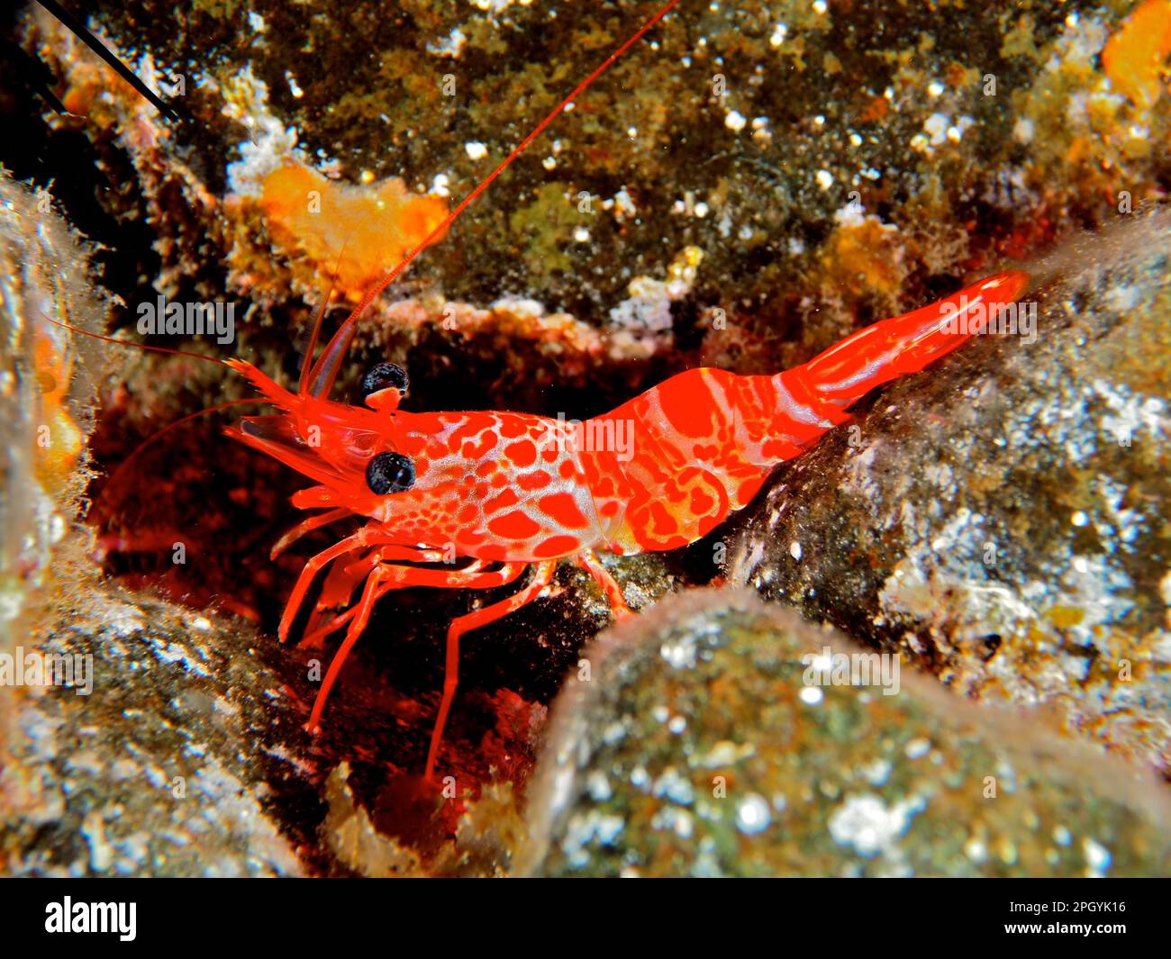 Dancing shrimp (Cinetorhynchus rigens), El Cabron marine reserve dive site, Arinaga, Gran Canaria, Spain, Atlantic Ocean Stock Photo