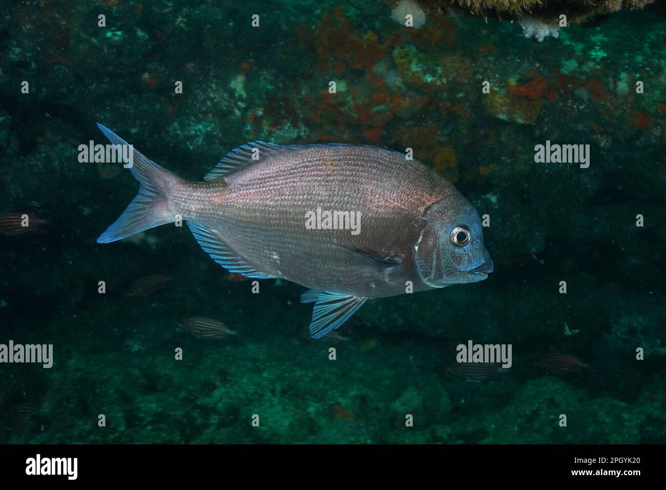 Bronze bream, sea bream (Pachymetopon grande), Aliwal Shoal dive site