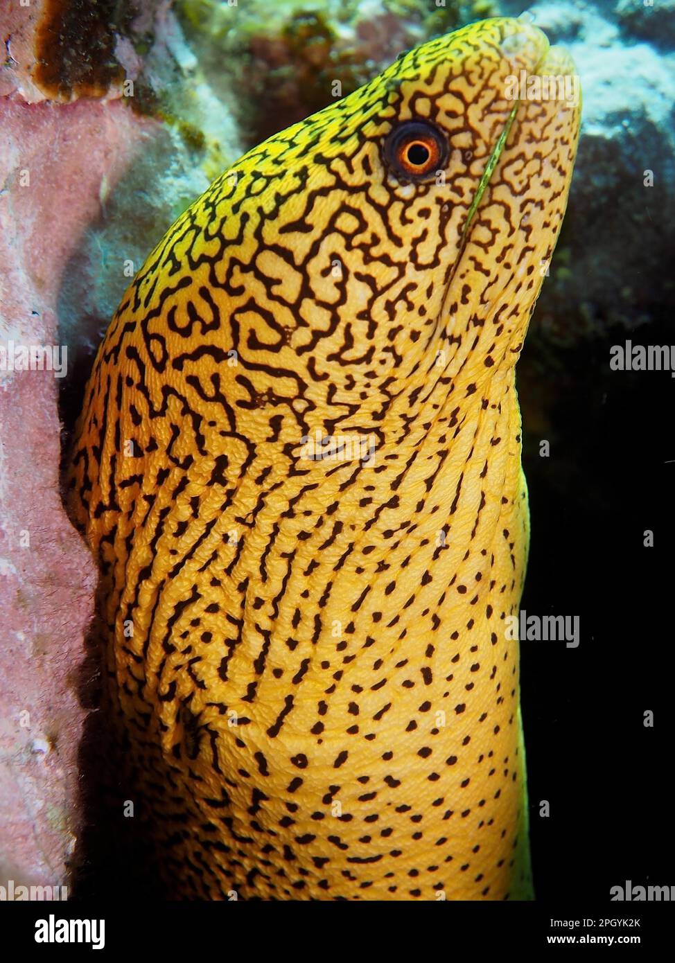 Goldentailed moray eel (Gymnothorax miliaris), Salemera dive site, La