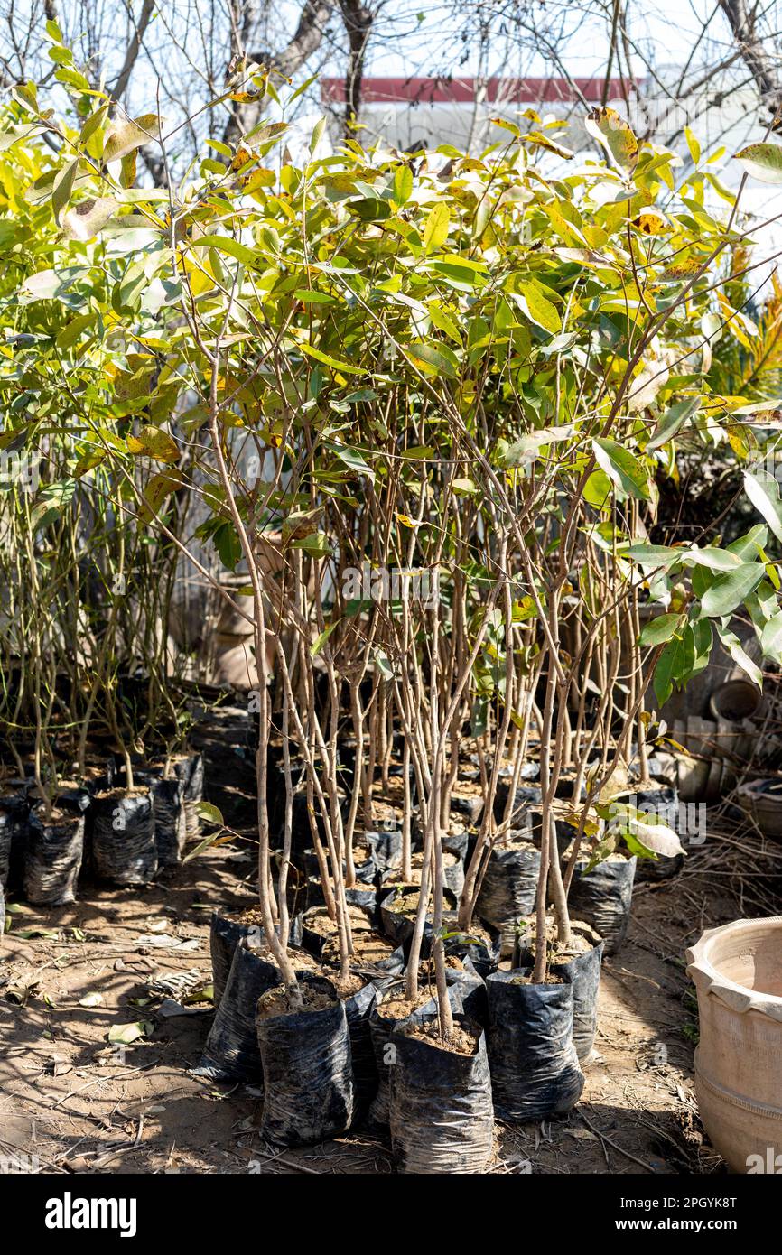Jamun trees in plant nursery for plantation in spring season Stock Photo
