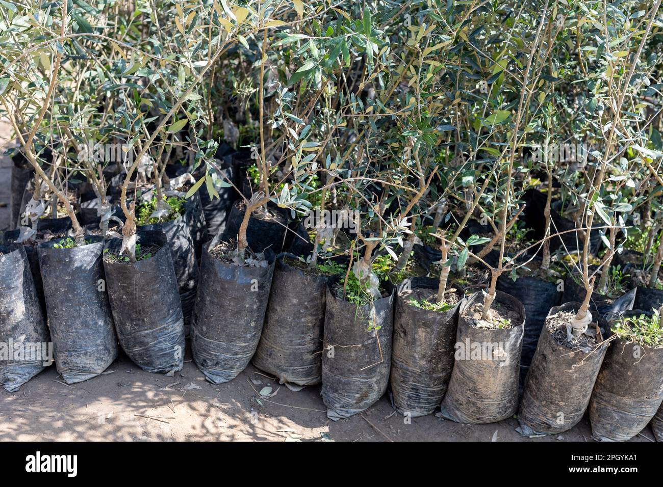 Seedlings of olive trees in plant nursery available for sale in plastic