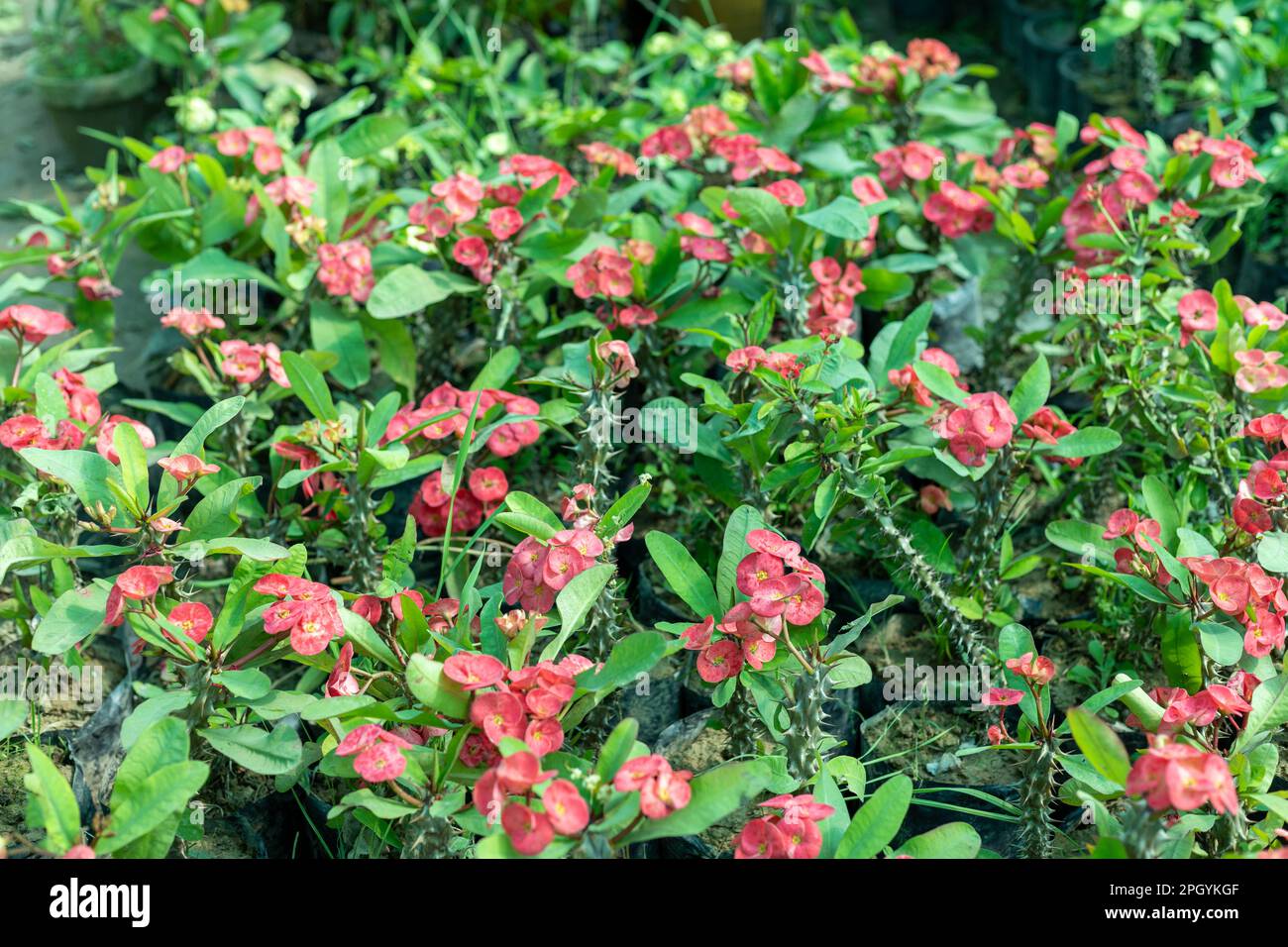 Red crown of thorns plant blooming in spring season Stock Photo