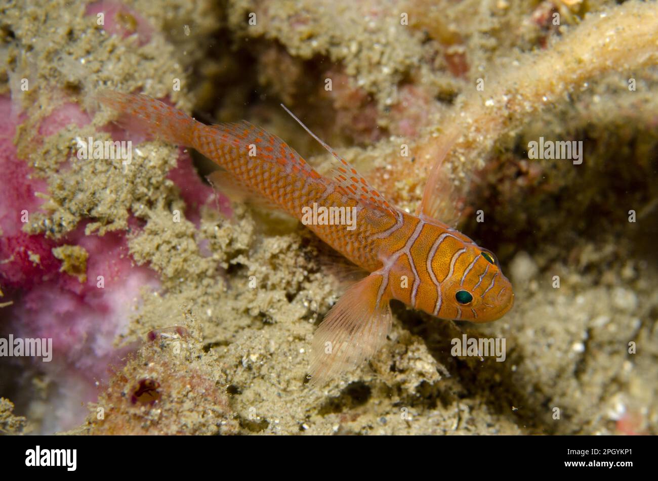Ribbon Reefgoby (Priolepis vexilla) adult, Kareko Batu, Lembeh Straits, Sulawesi, Greater Sunda Islands, Indonesia Stock Photo