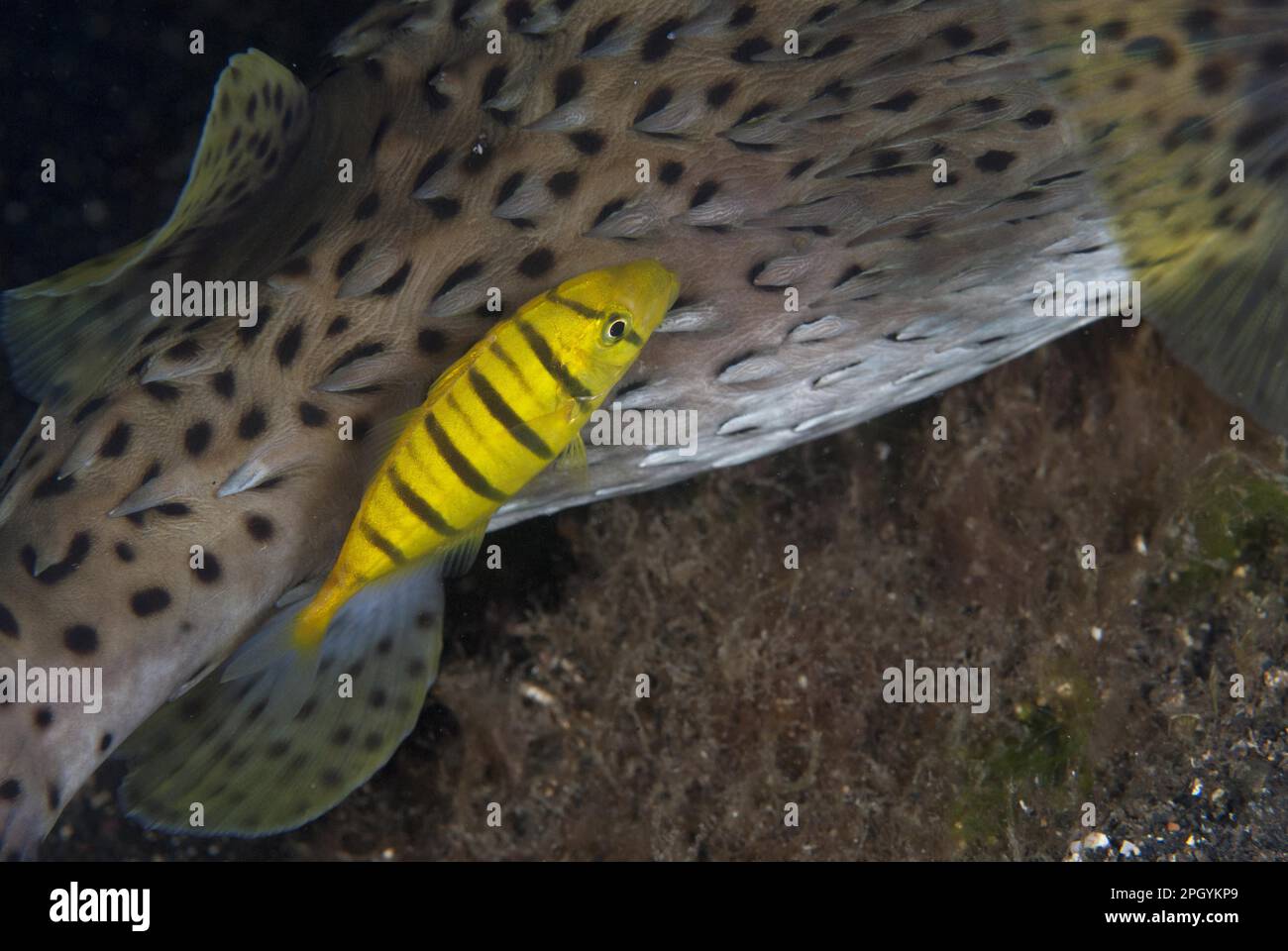 Golden golden trevally (Gnathanodon speciosus) juvenile, trailing longback porpoise (Diodon holocanthus) adult, on black sand, Lembeh Strait Stock Photo