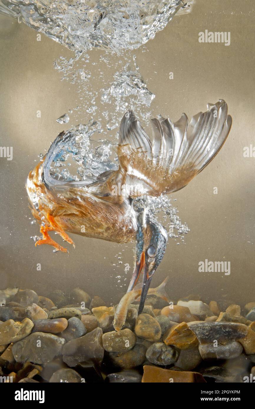 River fish british underwater europe hi-res stock photography and ...